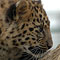 Cub