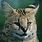 Cerval