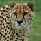 Cheetah Face