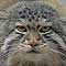 Pallas Pussycat