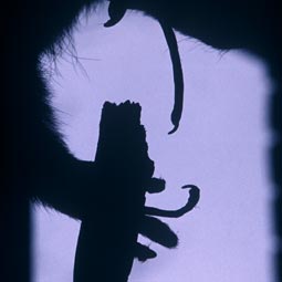 Jabberwock